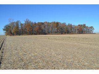 Tract 2 - FARMLAND AUCTION - 165.5+/- ACRES OFFERED IN 5 TRACTS OR COMBINATIONS IN EAST ALLEN COUNTY